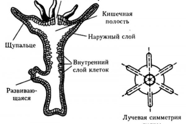 Кракен онион рабочая ссылка