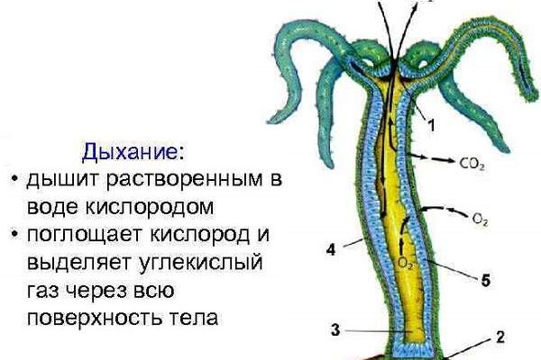 Kraken рабочая ссылка 2025