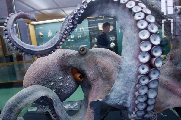 Kraken официальный сайт ссылка через tor